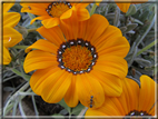 foto Fiori